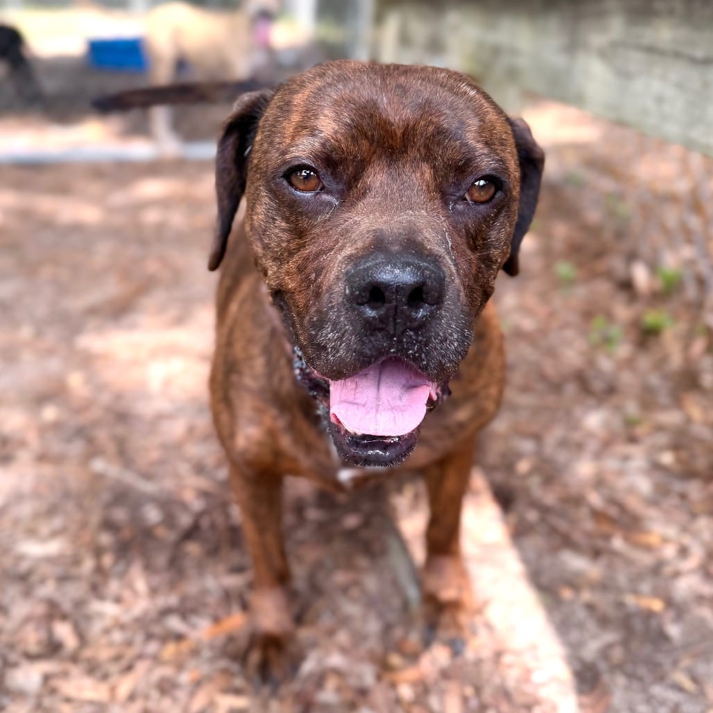 Photo of Duke, adoptable Mixed Breed (Medium) in Milton, Florida