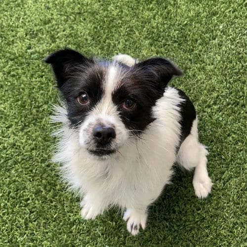 Photo of Cheerio, adoptable Terrier in Burlingame, California