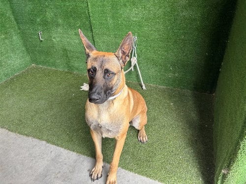 Photo of Timothy, adoptable Belgian Shepherd Malinois in Lancaster, California