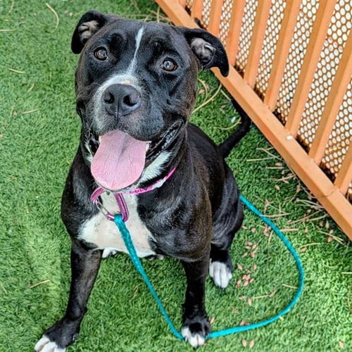 Photo of Malia, adoptable Boxer in Las Vegas, Nevada