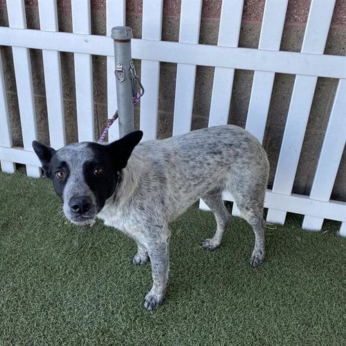 Photo of Azul, adoptable Queensland Heeler in Modesto, California