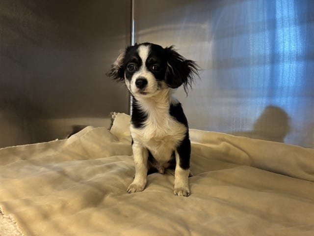 Photo of Senior Cavalier King Charles Spaniel mix, adoptable Cavalier King Charles Spaniel mix in San José, California