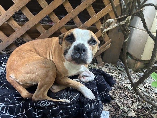 Photo of Daisy, adoptable Boxer mix in Chicago, Illinois