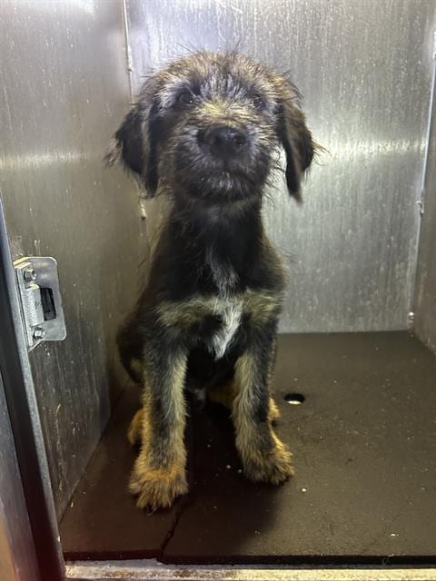 Photo of Shaggy, adoptable Terrier in San Antonio, Texas