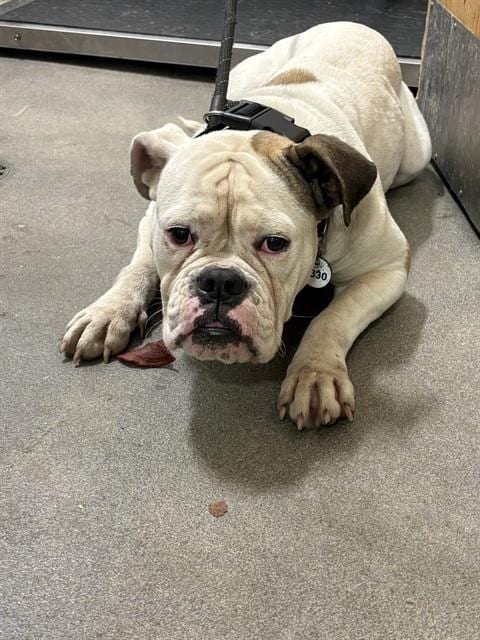 Photo of Elara, adoptable American Bulldog in Forestville, Maryland