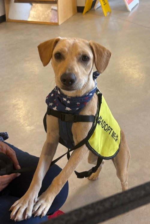 Photo of Nazaret, adoptable Labrador Retriever in San Diego, California