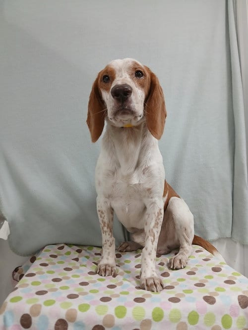 Photo of Elroy, adoptable Beagle in Murfreesboro, North Carolina