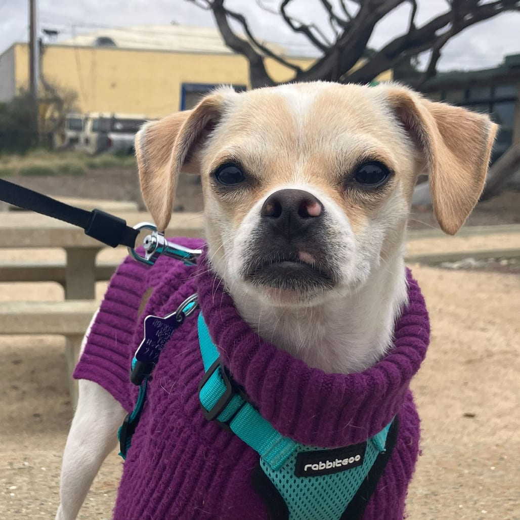 Photo of Corona, adoptable Chihuahua / Mix in San Francisco, California