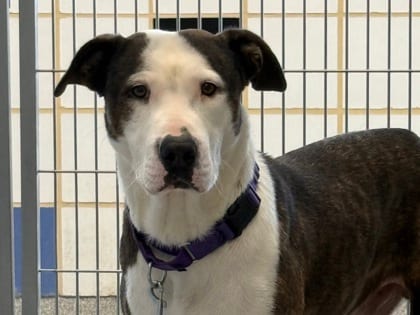 Photo of Basil HW+, adoptable dog in Georgetown, Texas