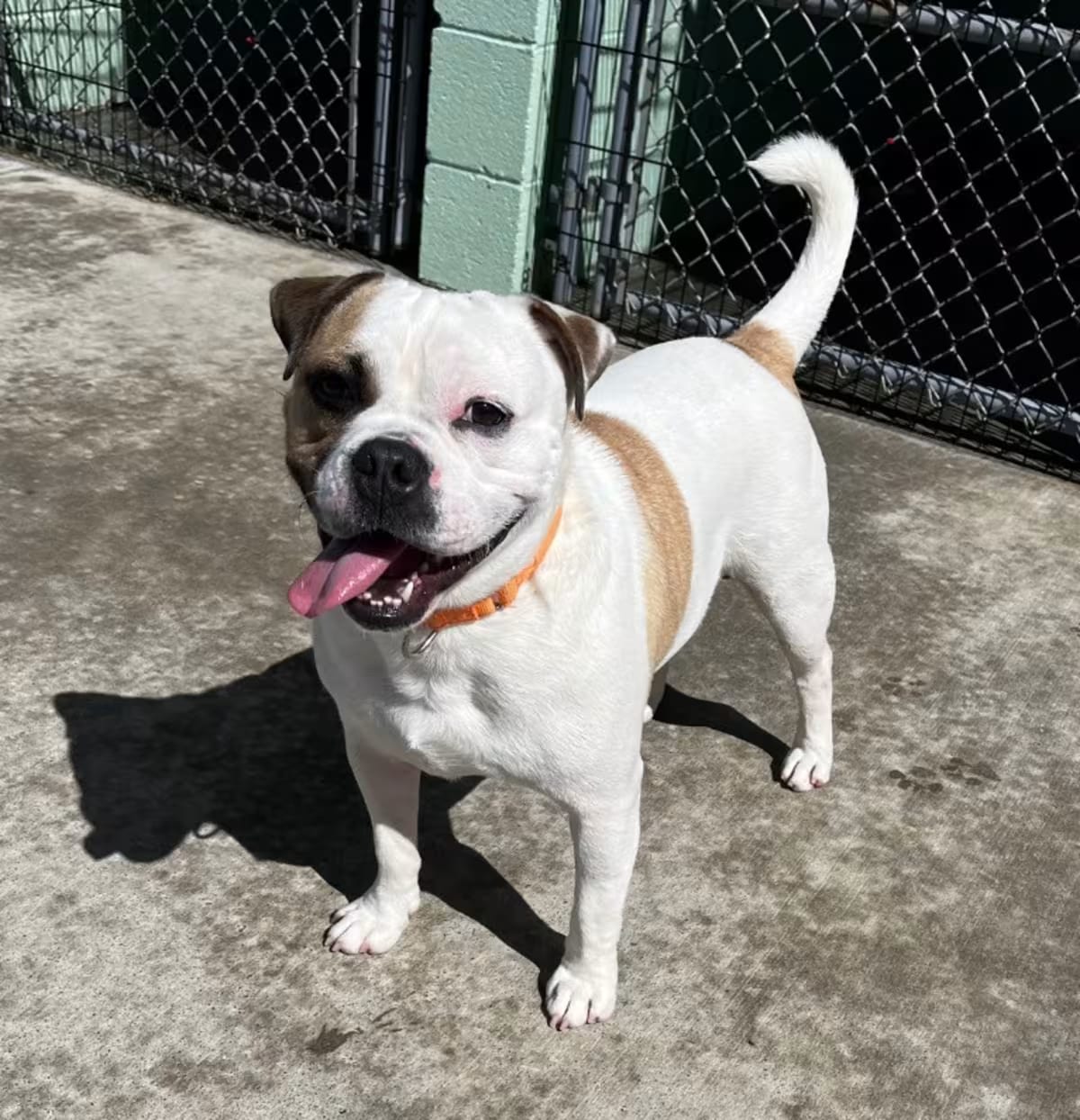Photo of Mr. Moon, adoptable Boxer/Mixed Breed (Medium) in Blountville, Tennessee