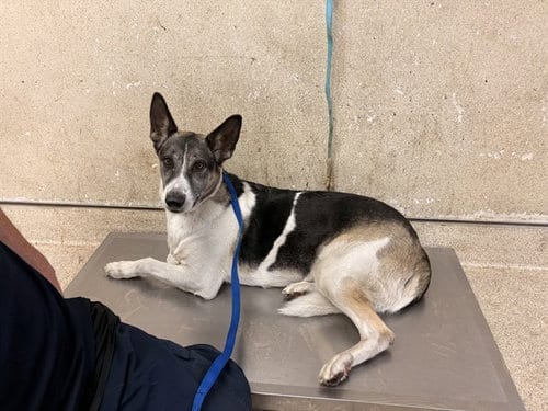 Photo of Bells, adoptable German Shepherd Dog in Riverside, California