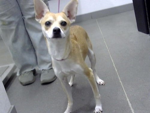 Photo of Twinkle Toes, adoptable Chihuahua in Mesa, Arizona