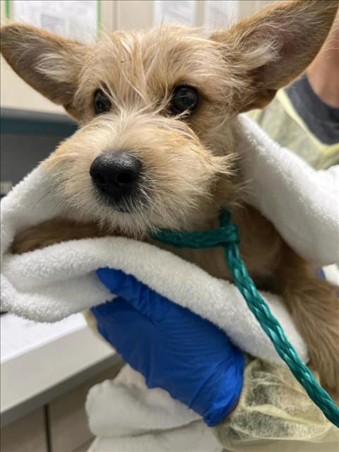 Photo of Peach, adoptable Terrier in Las Vegas, Nevada