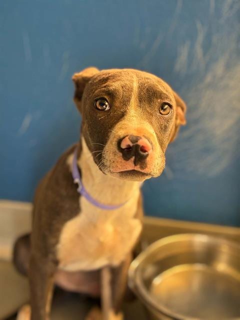 Photo of Reagan, adoptable Pit Bull Terrier in Visalia, California