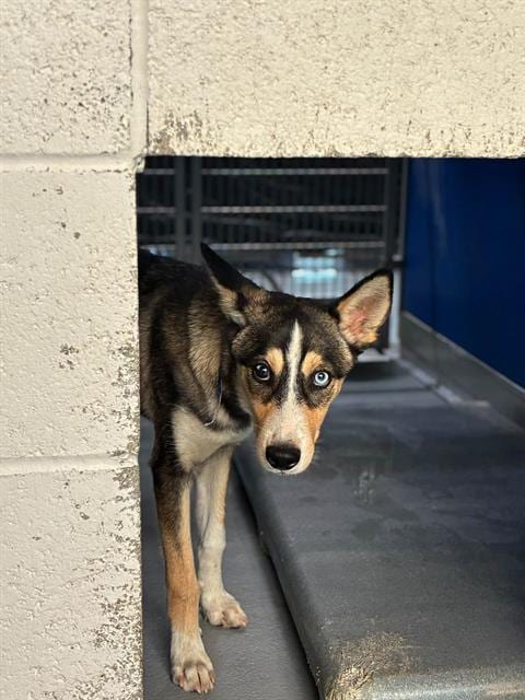 Photo of Danny, adoptable Australian Cattle Dog/Blue Heeler in Visalia, California