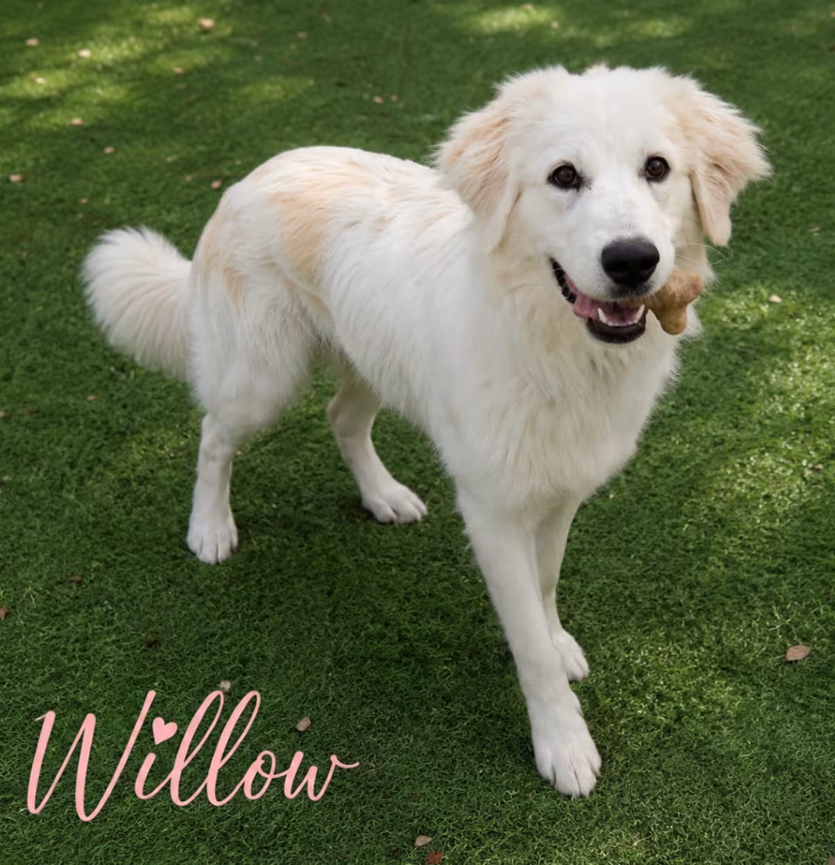 Photo of Willow, adoptable Great Pyrenees/Mixed Breed (Medium) in Phoenix, Arizona