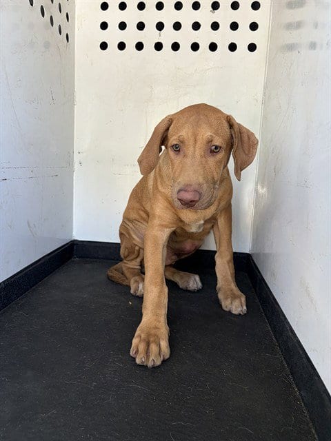 Photo of A171015, adoptable Labrador Retriever in Bakersfield, California