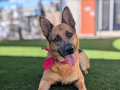 Photo of Flora, adoptable German Shepherd Dog in San Pedro, California