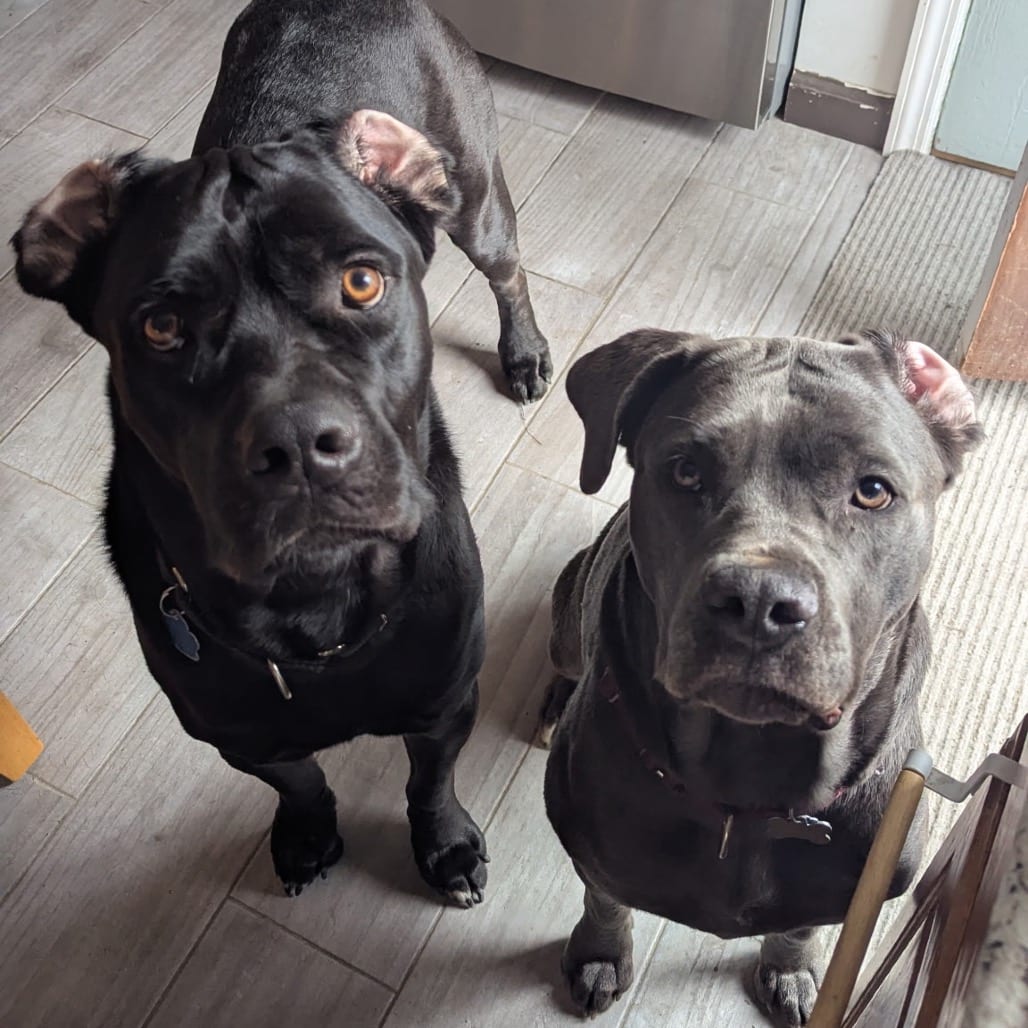 Photo of Annubis (bonded), adoptable Mastiff, Cane Corso / None in Patchogue, New York