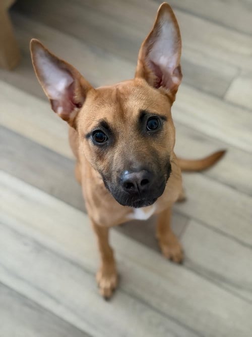 Photo of Cali, adoptable Belgian Shepherd Malinois in Cary, North Carolina