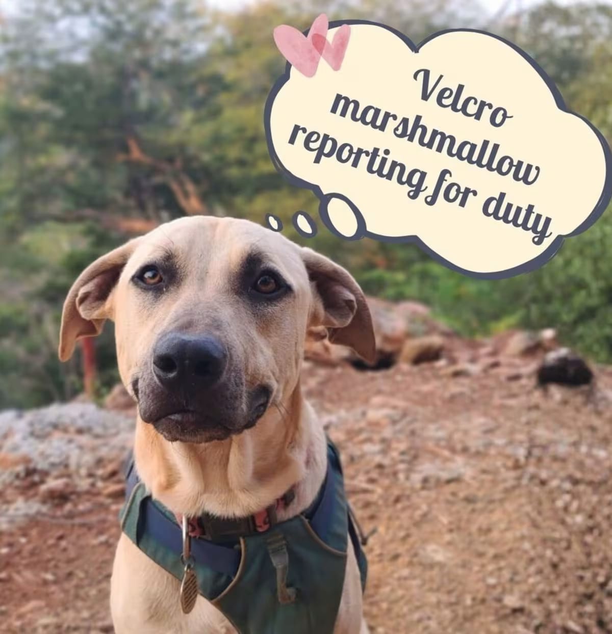 Photo of Stockholm, adoptable Mixed Breed (Medium) in Downey, California