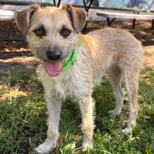 Photo of Sprout, adoptable Terrier in Oakland, California