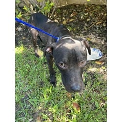 Photo of Knight, adoptable Terrier (Unknown Type, Medium) in Doral, Florida