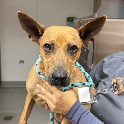 Photo of Talulah, adoptable Rhodesian Ridgeback in Rancho Cucamonga, California