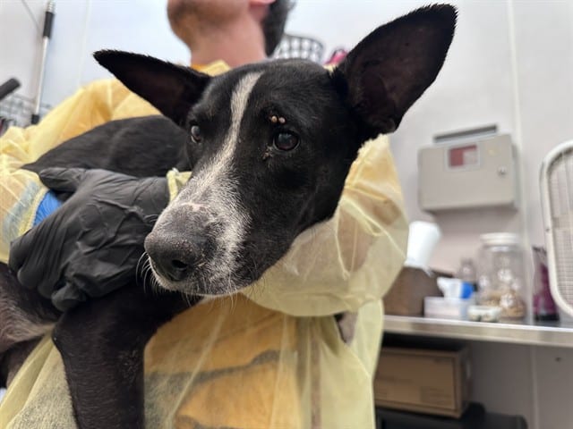 Photo of Dewey, adoptable dog
