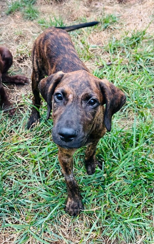 Photo of Hank, adoptable Golden Retriever in Fenton, Missouri