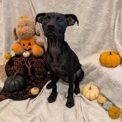 Photo of Mouse KB, adoptable Terrier (Unknown Type, Medium) Mixed Breed (Medium) in Hartford, Connecticut