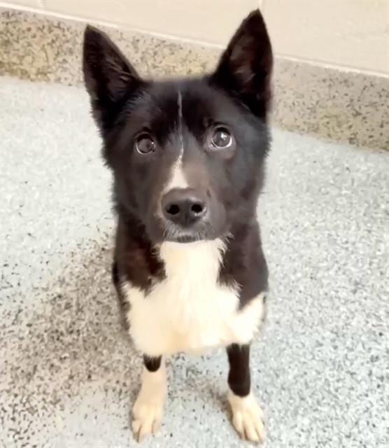 Photo of Senior Border Collie and Siberian Husky, adoptable Border Collie and Siberian Husky in Houston, Texas