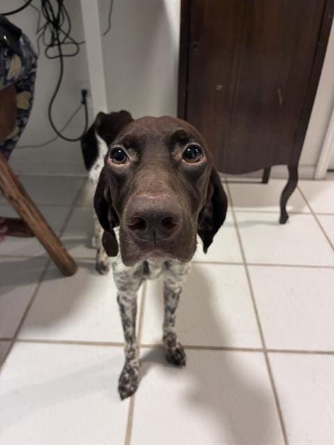 Photo of Oakley Mae, adoptable German Shorthaired Pointer in Fort Myers, Florida