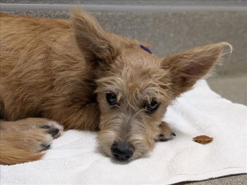 Photo of Marian, adoptable Terrier in Las Vegas, Nevada