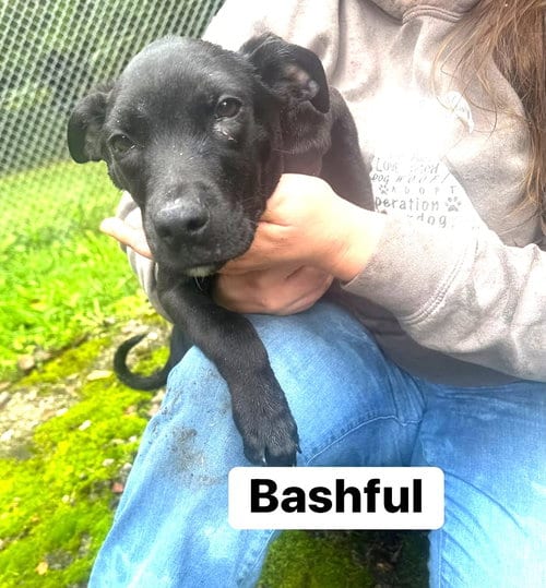 Photo of Bashful (13wo, 18lbs), adoptable Hound in Hinton, West Virginia