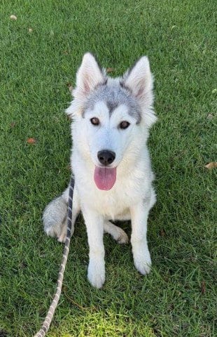Photo of Osprey, adoptable Husky in Redlands, California