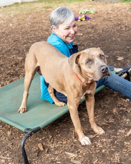 Photo of Liam- IN FOSTER, adoptable dog in Chamblee, Georgia