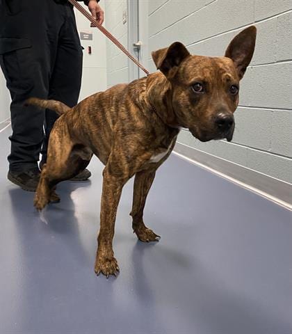 Photo of Eddie, adoptable Boxer in Greensbo, North Carolina