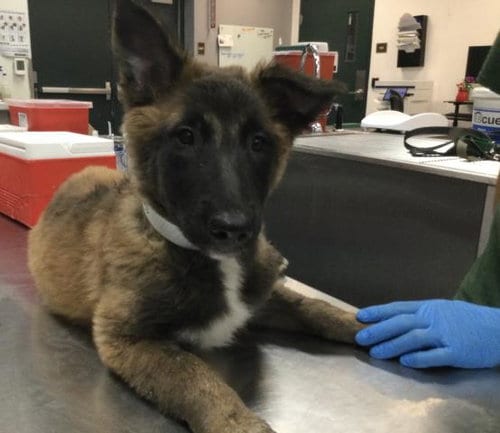 Photo of A1941052, adoptable Belgian Shepherd Malinois in Thousand Palms, California