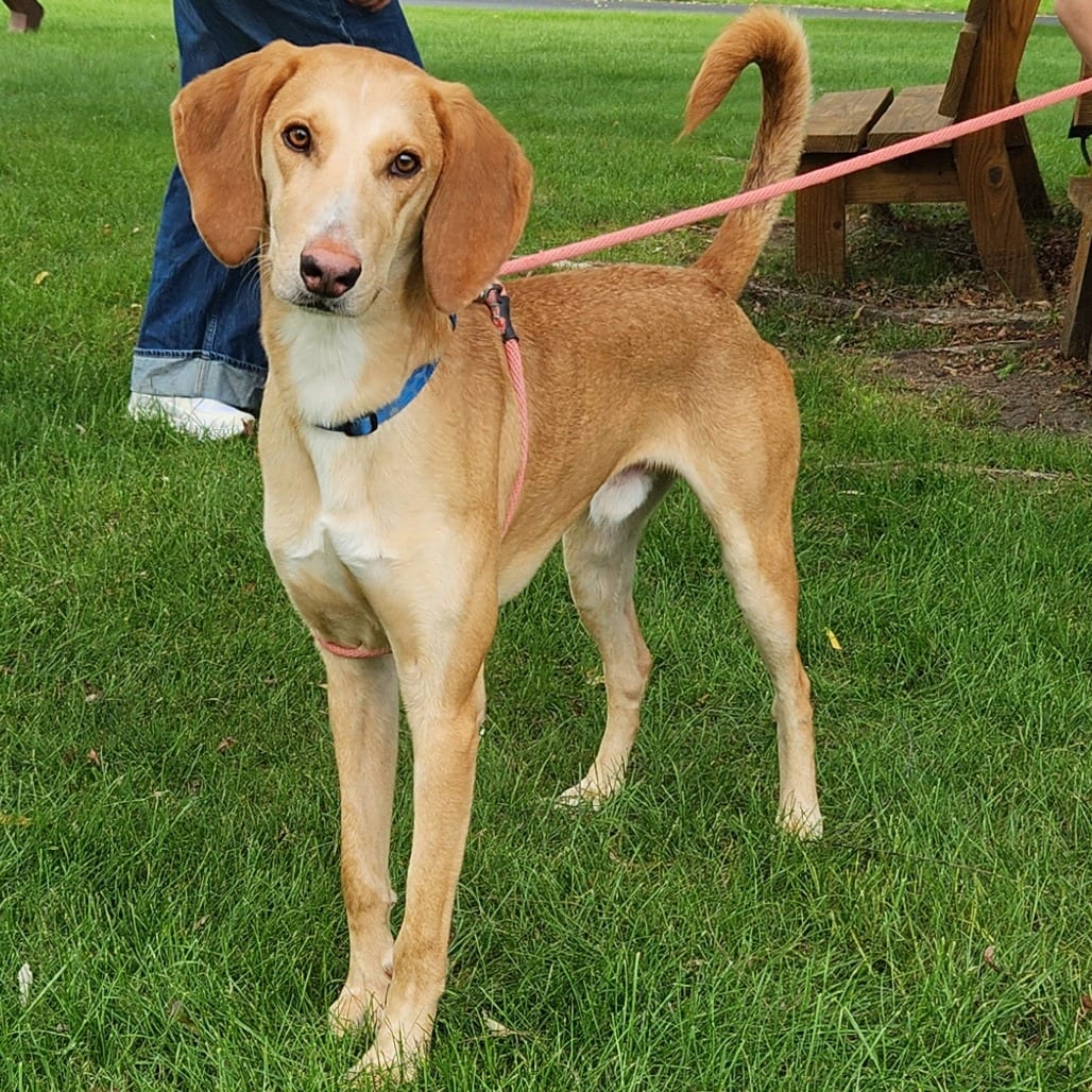 Photo of Henley, adoptable Mixed Breed (Medium) in Grand Rapids, Michigan