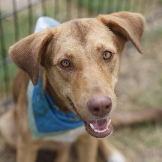 Photo of Velma, adoptable dog in San Antonio, Texas