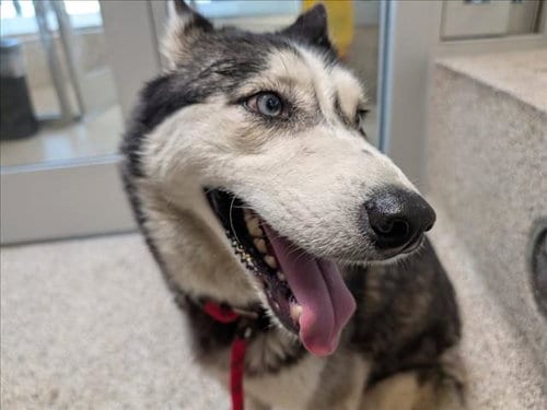 Photo of Retsuko, adoptable Siberian Husky in Los Angeles, California