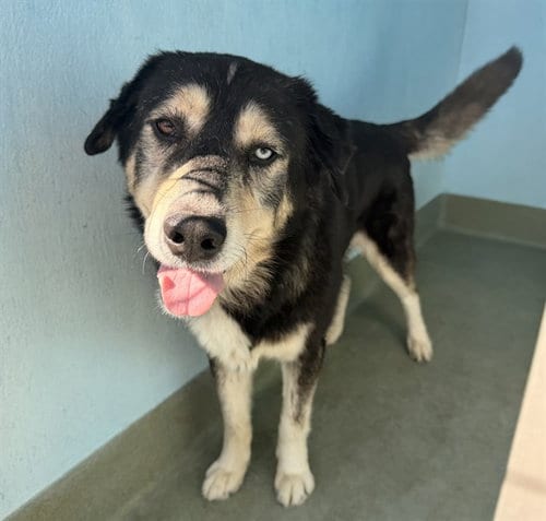 Photo of Maxx, adoptable Siberian Husky in Baldwin Park, California