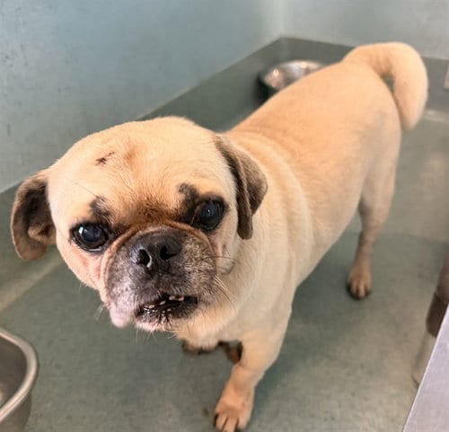 Photo of Oliver, adoptable Pug in Baldwin Park, California