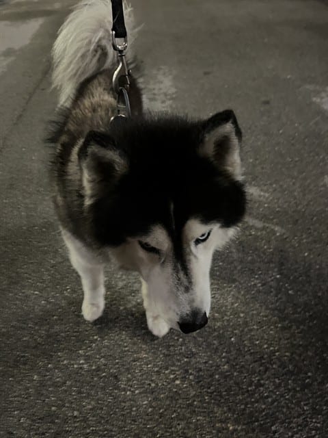 Photo of Loxi, adoptable Siberian Husky in Miami, Florida