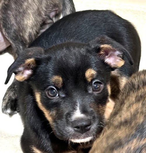 Photo of A479836, adoptable American Pit Bull Terrier in Oklahoma City, Oklahoma