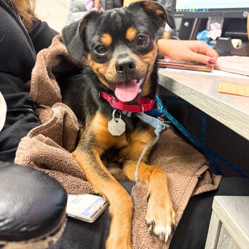 Photo of Petyr, adoptable Chihuahua in Aurora, Colorado