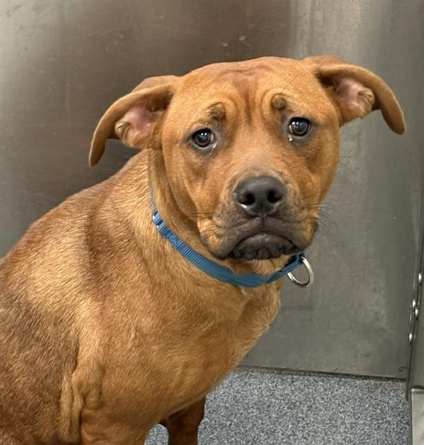 Photo of Latte, adoptable Mixed Breed