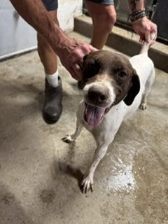 Photo of Sue - Foster Needed, adoptable German Shorthaired Pointer in Omaha, Nebraska