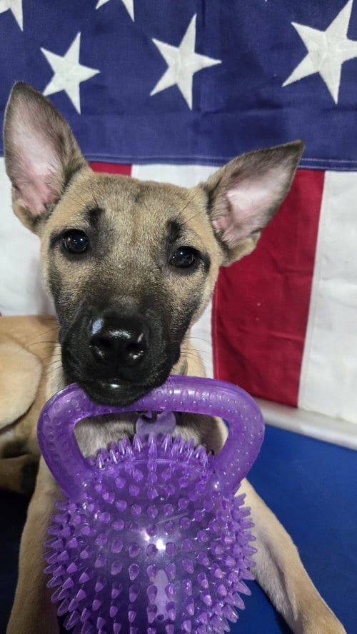 Photo of Charlotte 6584, adoptable German Shepherd Dog in Centreville, Virginia
